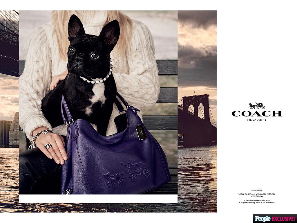 I'm so proud to announce my puppy @MissAsiaKinney is the star & face of COACH this season! Photography: Steven Meisel http://t.co/plxj1cRwMx
