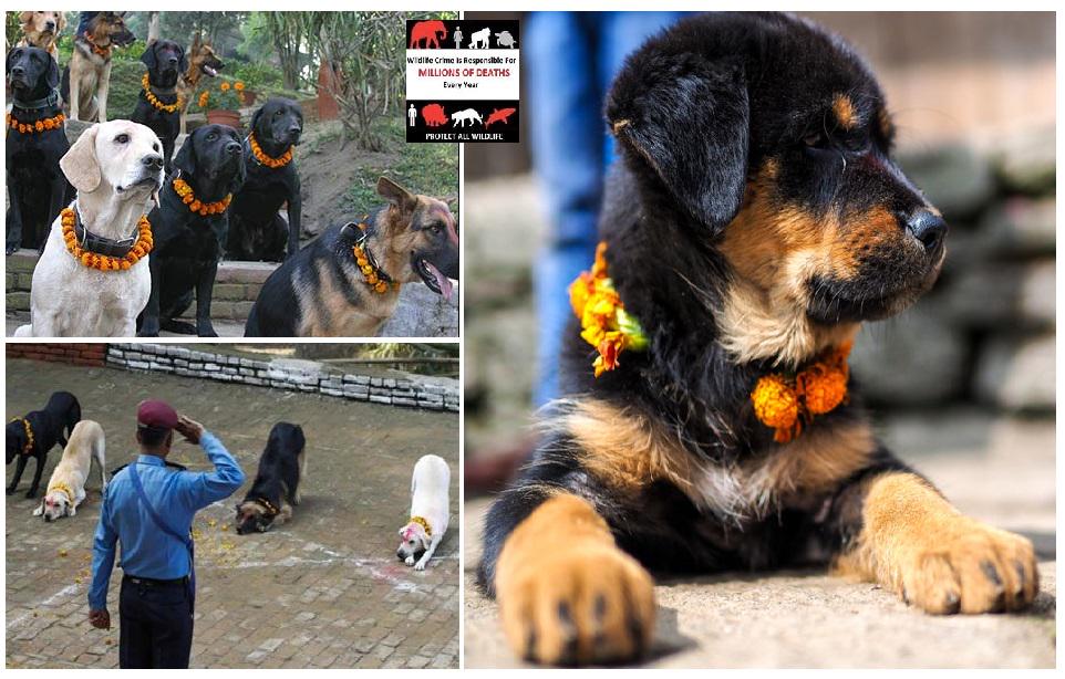 RT @Protect_Wldlife: What a difference compared to #Yulin! Dogs are revered at the Kukur Tihar, or the festival of dogs, in Nepal!! http://…