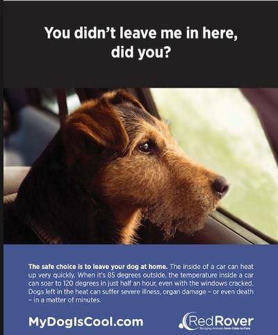 RT @seabiscuit7: @DENISE_RICHARDS Please remind ppl do not leave #DOGS in cars.  Some died yesterday! http://t.co/yaM824kxn6