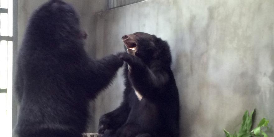 RT @AnimalsAsia: More pics of Coco & Yogi - the bears who finally met after 15 years in neighbouring cages: http://t.co/dq71PPVGS5 http://t…