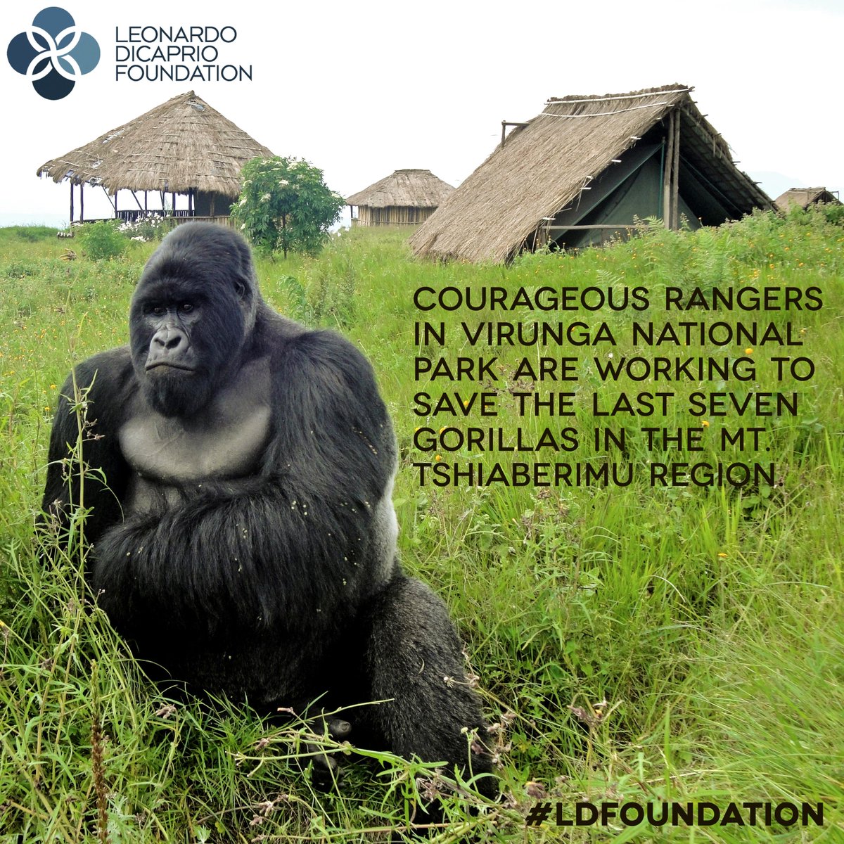 Courtesy of #LDFoundation partner http://t.co/Cta7qBUE1m & @gorillacd. http://t.co/1olXDSNVsO