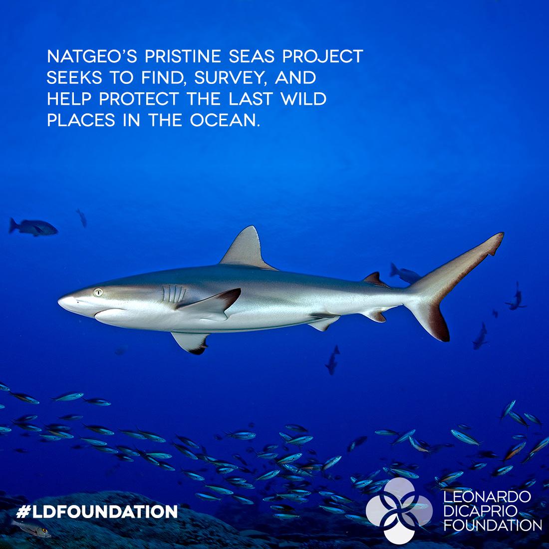 #LDFoundation is dedicated to protecting biodiversity in our oceans. @NatGeo #PristineSeasProject Photo: Enric Sala http://t.co/05GP5Col9p