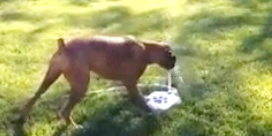 This dog's reaction to a water fountain will make your day...  http://t.co/UxReMhIBoZ http://t.co/i5K8he0uA6  /via @heykim