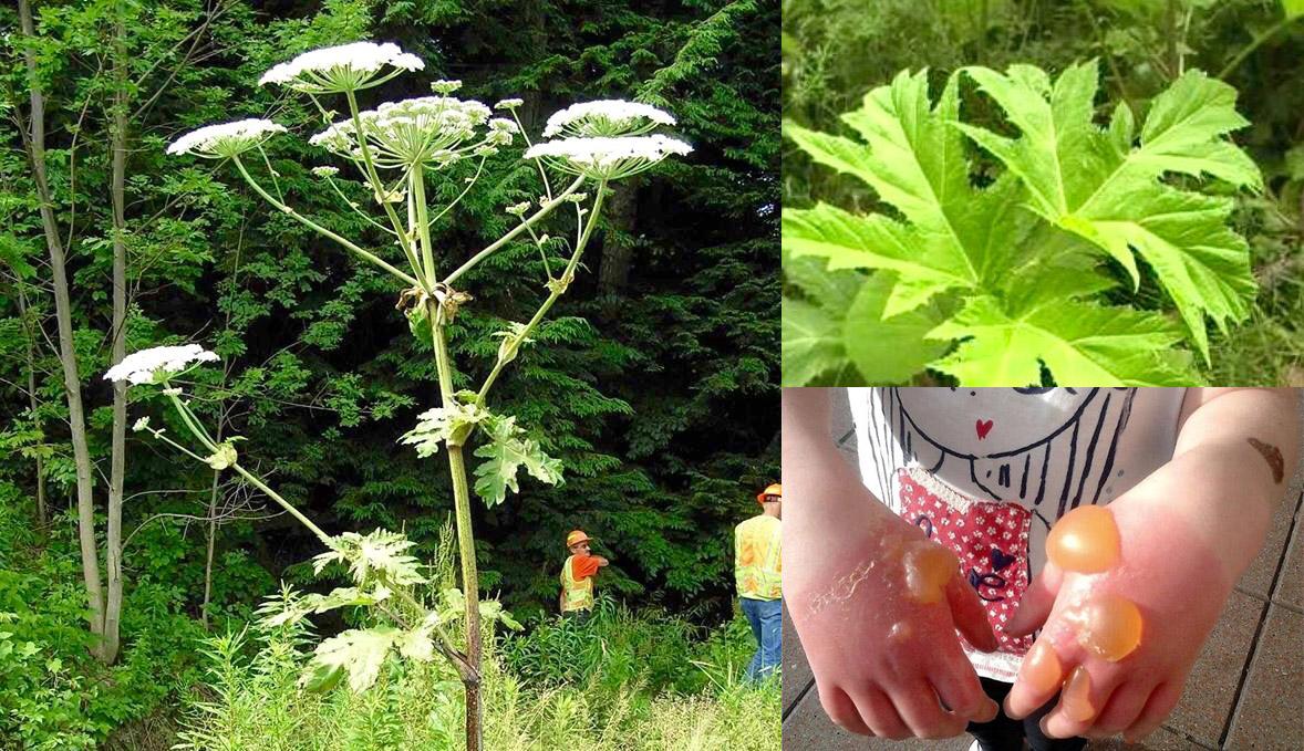 Dangerous plant spreads in region ITV News Dangerous plant spreads in region ITV News