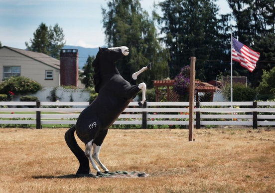 Man dies from sex with horse pics 715
