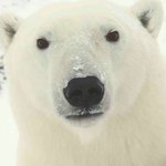 Shell No to Arctic Ocean Drilling