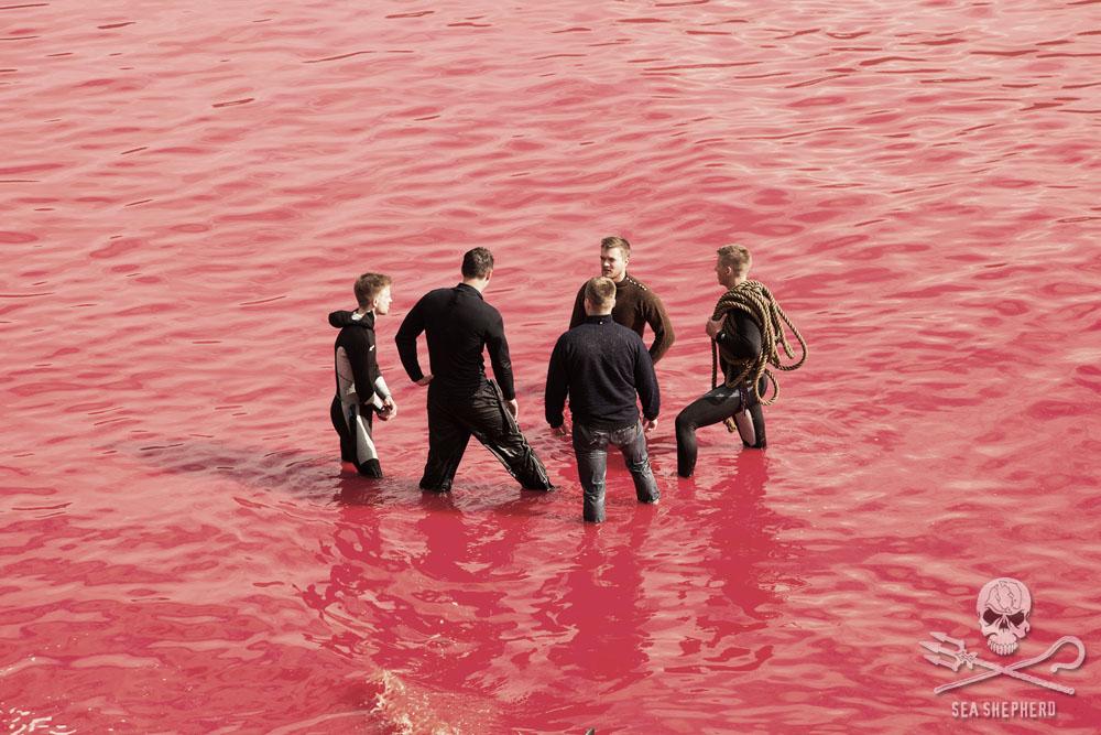 RT @SeaShepherd_USA: #VIDEO: Graphic Footage Shows Mass Slaughter of Pilot Whales in the Faroe Islands http://t.co/NJuVJhJG6C http://t.co/B…