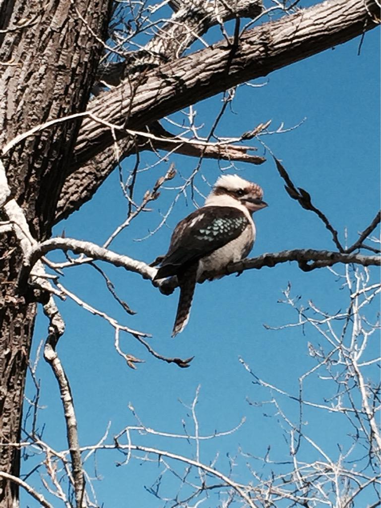 I spied a KOOKABURRA. http://t.co/Pq7Zfoueqn