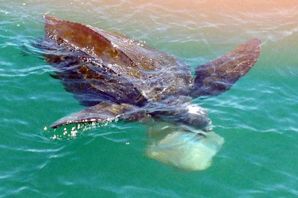 Rare Leatherback Turtle Spotted In Lyme Regis West Country Itv News