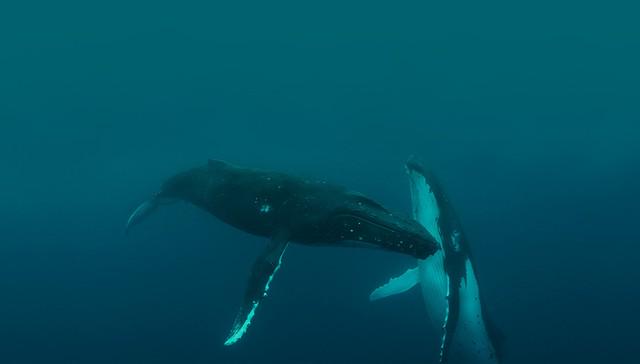 RT @dodo: Whales and dolphins are so smart, it hurts sometimes @wearesonar  http://t.co/ngQ29kn1UO http://t.co/B40Fk4ihSW