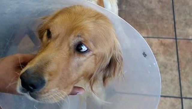 RT @dodo: Dog saved after sickening act of cruelty won't stop wagging his tail http://t.co/KTTpYuTMI7 http://t.co/RBtaiOHJJW