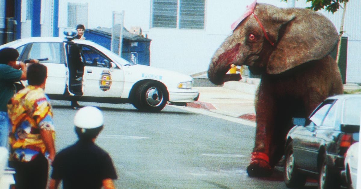 RT @peta: Today is the anniversary of the Tyke the elephant's murder. She was shot dead after escaping the circus. #RIPTyke http://t.co/QKF…