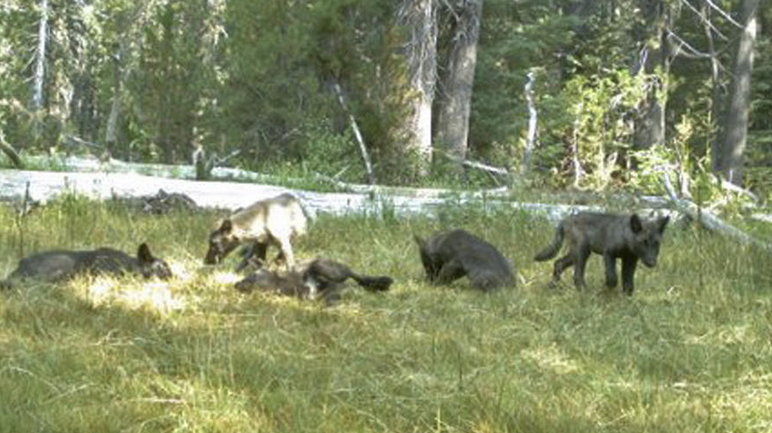 RT @latimes: Gray wolf packs haven't been seen in CA since 1924 – until the Shasta Pack: 2 adults, 5 pups http://t.co/FM2TLBfUVN http://t.c…