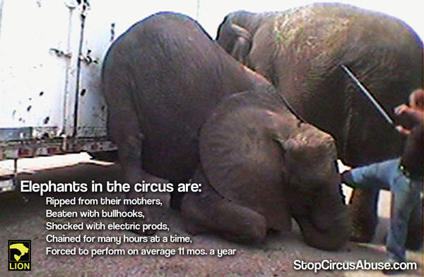 RT @LIONS4Mercy: NO animal deserves to be BEATEN and FORCED to perform! RT if you agree! #BoycottTheCircus http://t.co/qq5DCTFRWQ