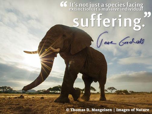 RT @JaneGoodallInst: Words of wisdom from Dr. #JaneGoodall on #WorldElephantDay. We must ALL get involved to end this senseless slaughter. …