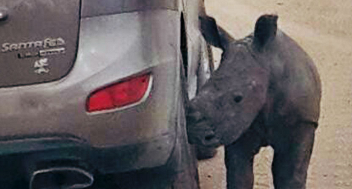 RT @RYOTnews: A sad baby rhino thought this jeep would adopt him when his mother was killed by poachers: http://t.co/NCdanXkHzX http://t.co…