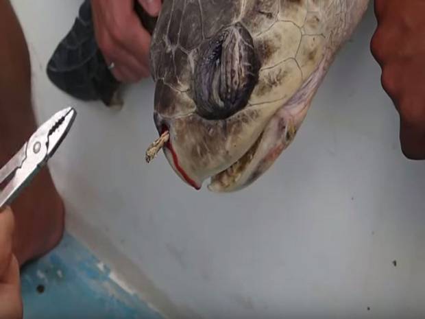 RT @Independent: Video of sea turtle having straw removed from nostrils highlights dangers of plastic litter http://t.co/bRb4RfxoG2 http://…