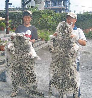 RT @SaveRareAnimals: @elliegoulding  We need your help to save Snow Leopards from poaching pls Share it http://t.co/qyNFsGUnDO http://t.co/…