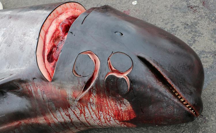 RT @oceanCRIES: #StandUP250 #TakeAction #OpGrindini #Denmark 
The #FaroeIslands whale massacres NEED TO STOP!
http://t.co/PtjPmFqGZ4 http:/…