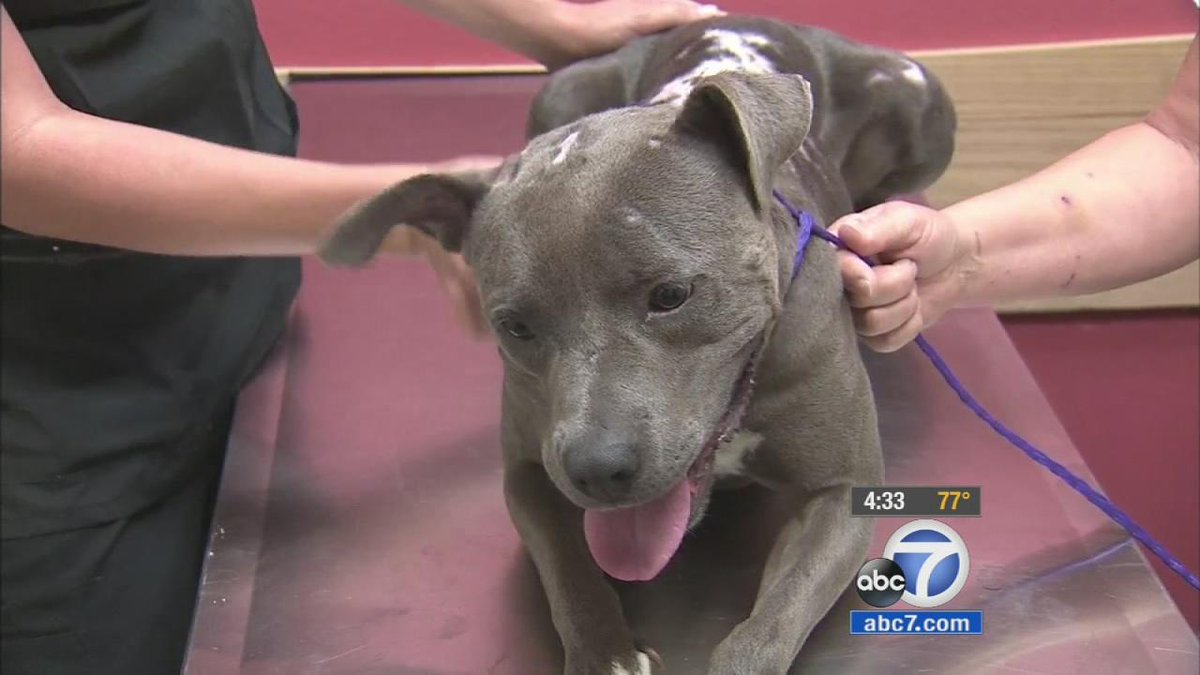 Pet rescue asking for help with burned dog’s recovery http://t.co/lw6IK8NYCZ http://t.co/sxZvgGelHY /via @ABC7 @heykim