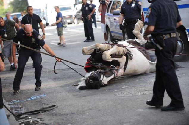 RT @Randallsanimals: Well, this doesn't look fun nor worth $50+! #BanNYCCarriages The time has come! @nyclass @NYCMayorsOffice >=( xo RT ht…