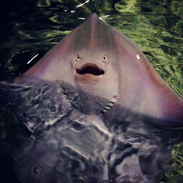 19 Pictures That Will Completely Change The Way You Look At Stingrays