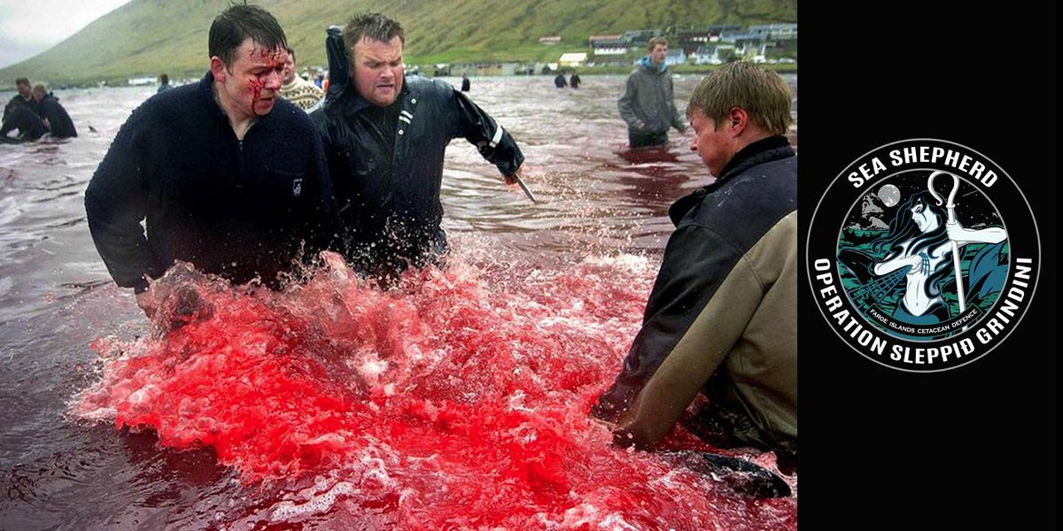 RT @QuadSeaShepherd: Captain Paul Watson: 'Q & A on the Faroese Whaling Information Website' http://t.co/o8whCyigg8 #OpGrindini http://t.co…