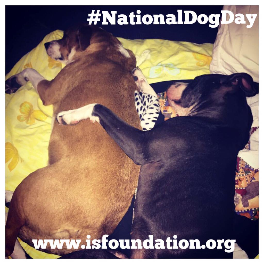 RT @ISFYouth: Keep sharing your amazing pictures of your beautiful furry friends! We love seeing them :) #ISFYouth #NationalDogDay http://t…