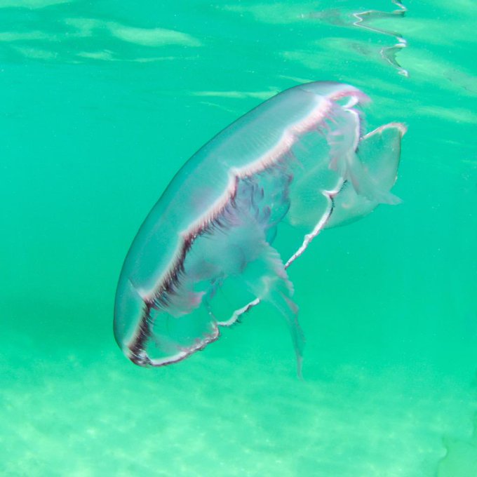 #MoonJellyfish off of Palm Beach Florida. #marinelife http://t.co/o9drY9pLdj palm beach from twitter @PaulDiMarcoPDP
