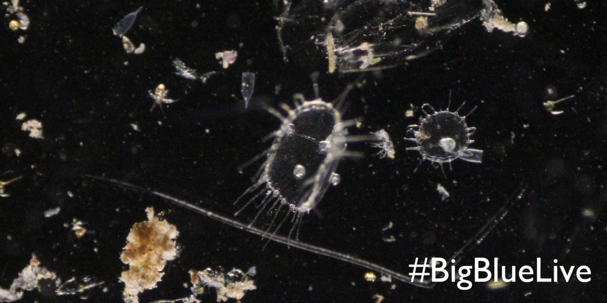 RT @BBCBigBlueLive: Did you know - 50% of oxygen produced on earth is created by plankton. #bigblueuk http://t.co/OoIVueMhs8