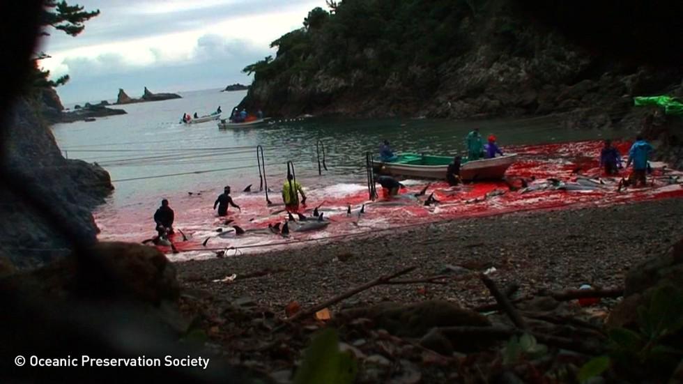 RT @dodo: Annual dolphin hunt to start again this week - and how you can help stop it #tweet4Taiji http://t.co/4GVlTo37Ar http://t.co/OvU4r…