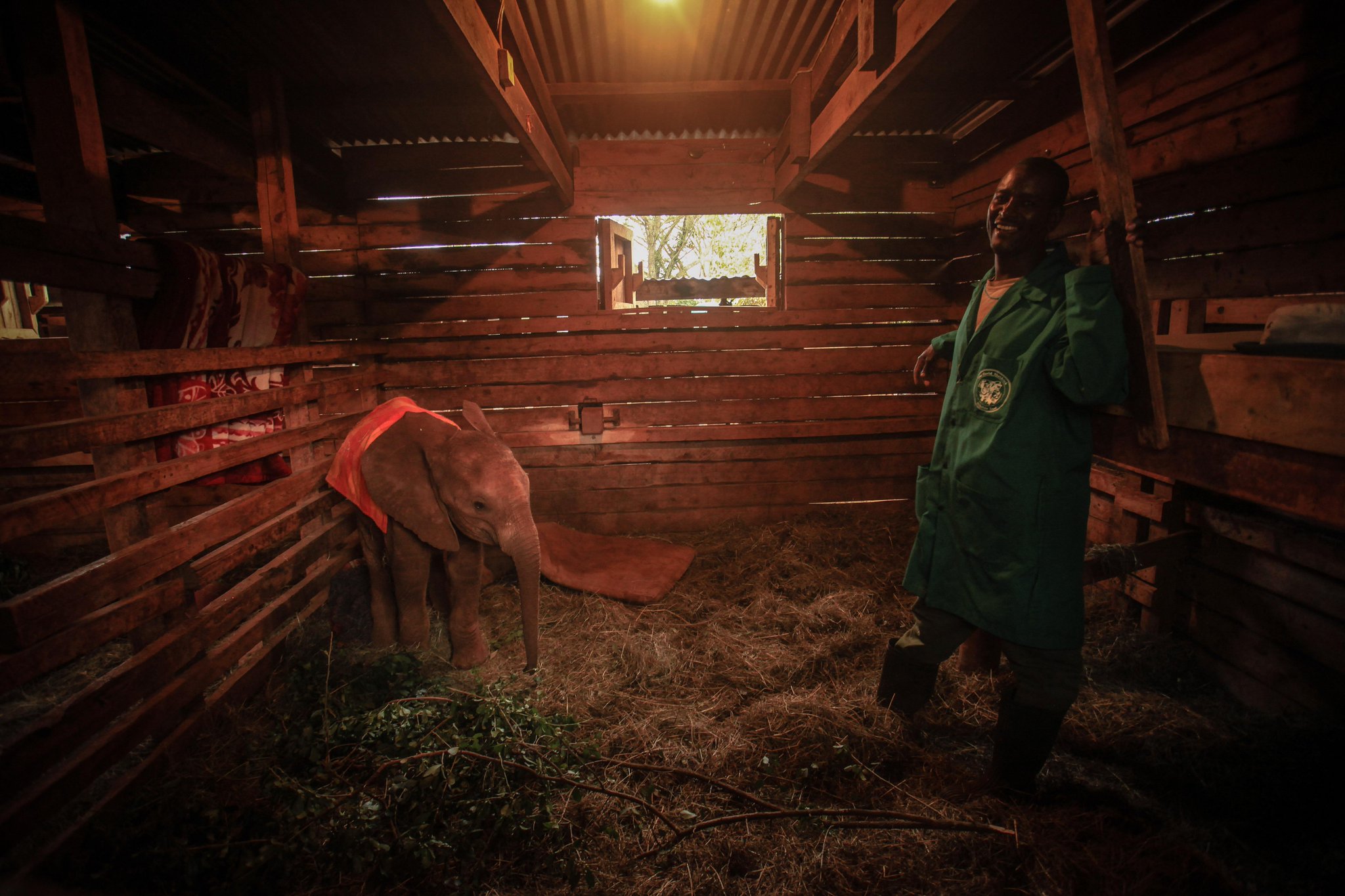 ... into bed at the @ dswt # kenya # animalrightsintourism # afritravel ... into bed at the @ dswt # kenya # animalrightsintourism # afritravel