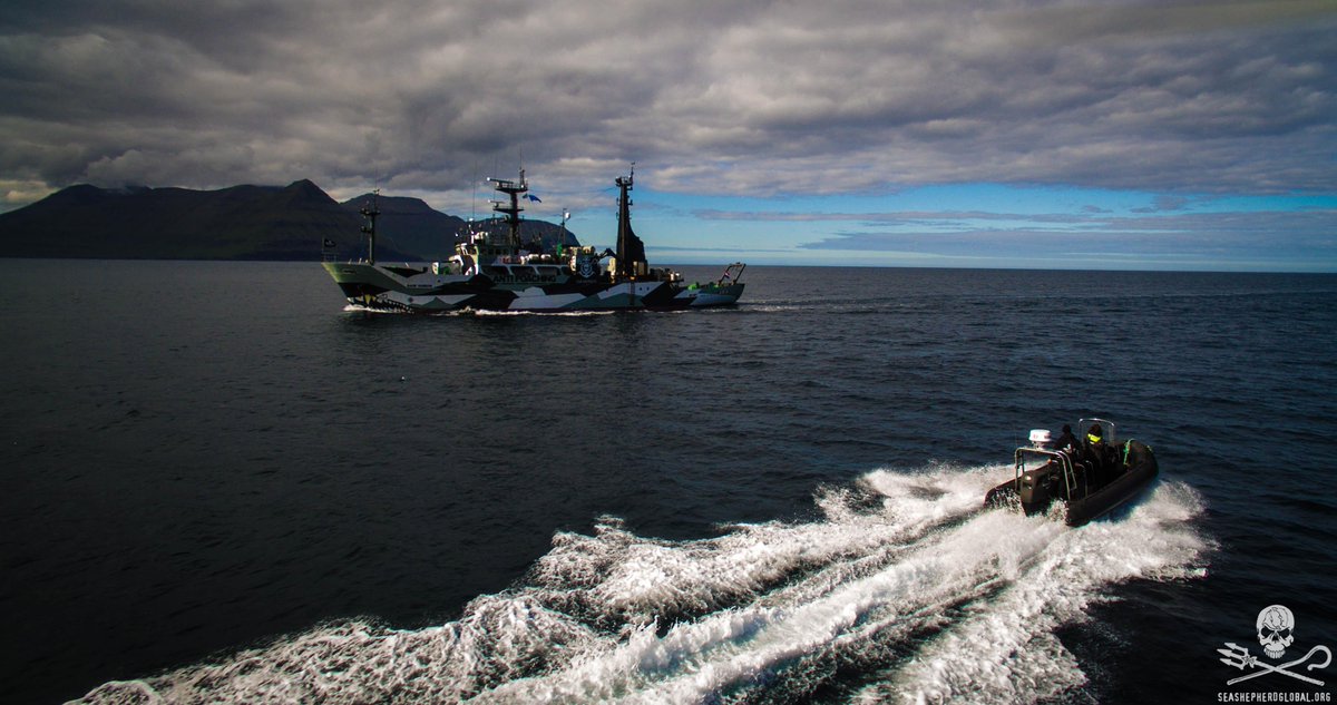 RT @seashepherd: #BREAKING: #SeaShepherd On High Alert In #FaroeIslands. #Grind was called, but pod has been lost. #Updates 2 come. http://…