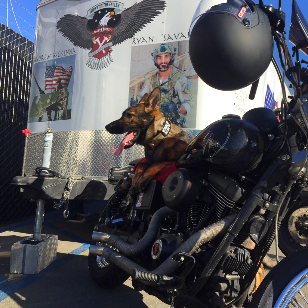 A badass dog w/ a badass ride. #RidefortheFallen2015 for #AndrewMcKenna & #RyanSavard. DONATE: http://t.co/6ToLuWoCRt http://t.co/Gu49uyrest