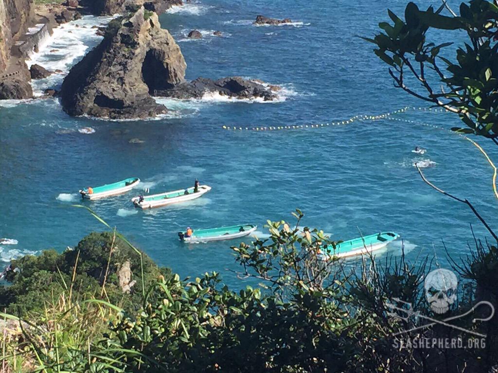 RT @CoveGuardians: Captivity selection continues. 14 so far, still 25-35 waiting for their fate. #tweet4taiji #OpHenkaku http://t.co/pMlQJB…