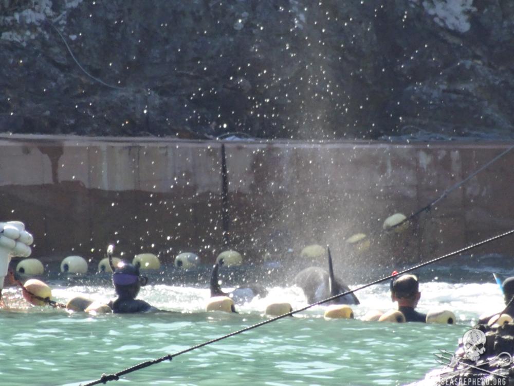 RT @CoveGuardians: Diver trying to separate mother from baby 4 captivity. The cruelty reaches a new low. #tweet4taiji #OpHenkaku 8:54am htt…