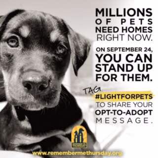 Help millions of adoptable pets around the world&join me on Remember Me Thursday!Thank you! #LightForPets http://t.co/K5SmaMYkA8