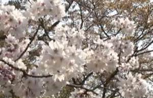 表示できませんでした。アップロード者により削除された可能性があります。他の写真をお楽しみください。