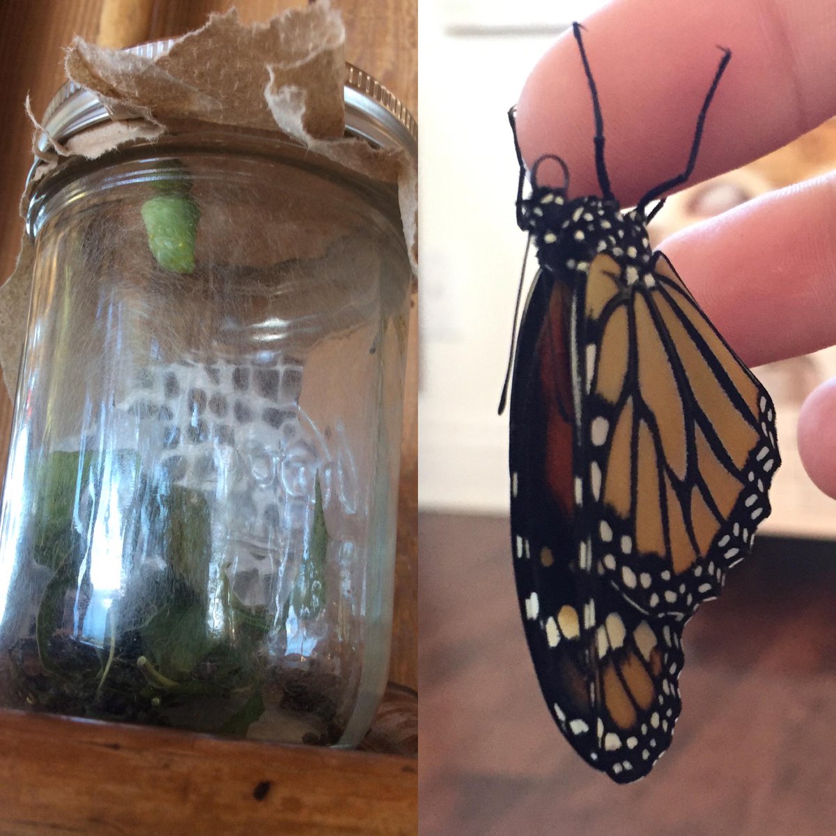 a gift from my time at esalen
caterpillar, chrysalis, monarch.
#metamorphosis #liberation #breathtaking #monarch http://t.co/meAUAMf5ZT