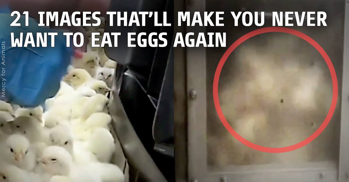 RT @peta2: This #WorldEggDay, find out y more & more people are choosing to leave eggs OFF their plate: http://t.co/iw1vf4Y5pJ http://t.co/…