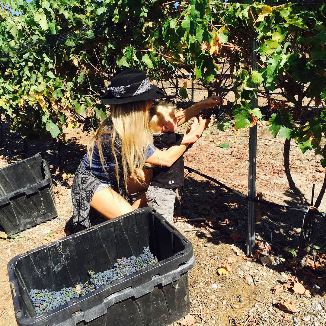 RT @FergusonCrest: #WeLove our little #farmerintraining.???? #FergusonCrest #AXL #Syrah #grapeharvest #wineharvest https://t.co/qMyV254EPp htt…