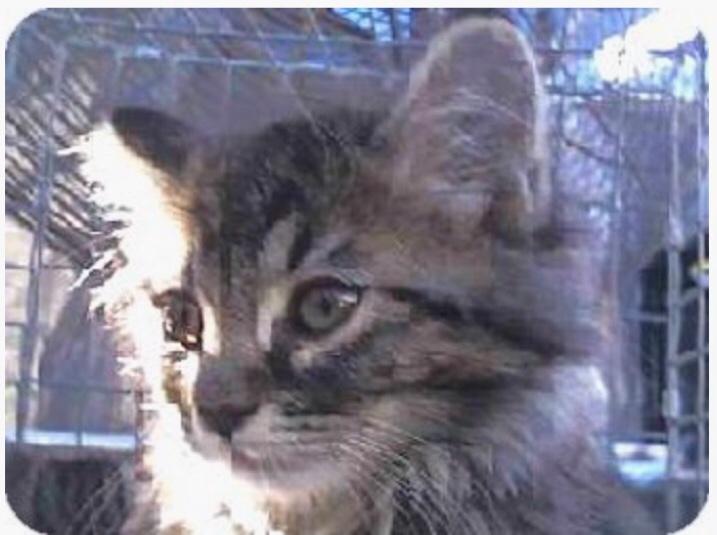 Woke up 2 Kitten in shelter photo.It’s just a number.Thought it was baby pic of Big.there is sadness in its eyes. http://t.co/yF7EZuuIGO