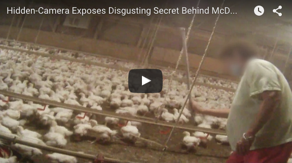 RT @MercyForAnimals: Tell @McDonalds birds don't deserve to be tortured. Sign our petition today. https://t.co/IJghpAh9Q9 http://t.co/hK7JL…