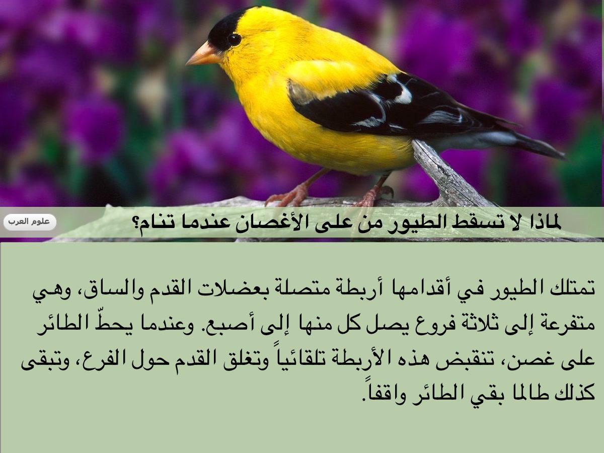 #هل_تعلم ؟
لماذا لا تسقط الطيور من على الأغصان عندما تنام؟ https://t.co/XX8inumtv0