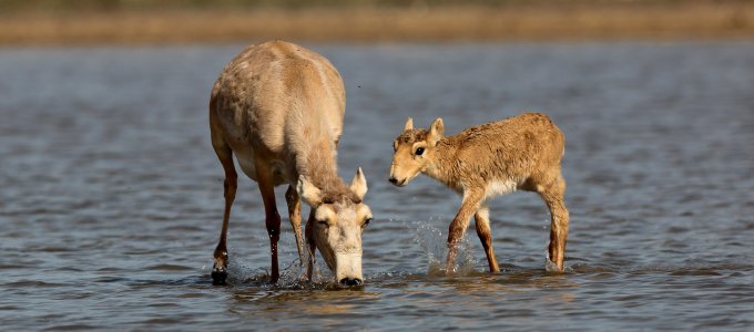 RT @UNEP: Countries agree on actions to help save saiga antelopes: https://t.co/knzoA8Dg6S #conservation @BonnConvention https://t.co/tQ41B…