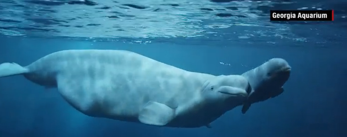 RT @peta: Heartbreaking: Months after her baby dies, beluga dies at #GeorgiaAquarium. https://t.co/i16qlCSb4E #CaptivityKills https://t.co/…