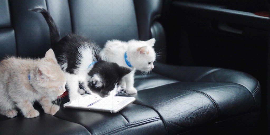 RT @Uber: Hide your keyboards. Hide your mice. #UberKITTENS are here. https://t.co/9SLCixl5o2 https://t.co/jmgKlmB5w8