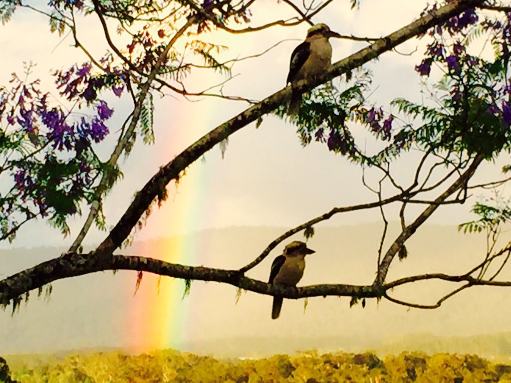 Rainbow, Jacaranda and Kookaburra https://t.co/txxpfukGYi