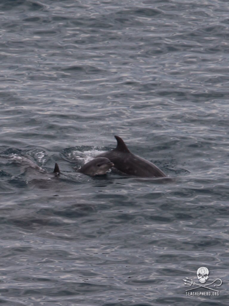 RT @CoveGuardians: Tarps being pulled over killing cove beach as pod with babies awaits it's fate. #tweet4taiji https://t.co/vvA1eMWMOx