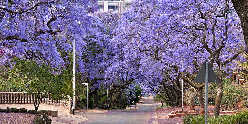 Explore some of Joburg's more quiet delights with this @nytimes insider guide Â»